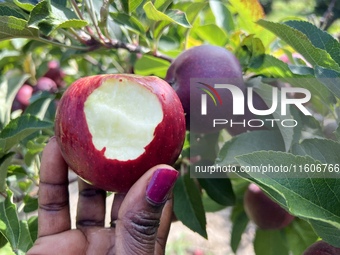 A woman holds a freshly picked apple she takes a bite from in an apple orchard in Stouffville, Ontario, Canada, on September 22, 2024. (