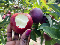 A woman holds a freshly picked apple she takes a bite from in an apple orchard in Stouffville, Ontario, Canada, on September 22, 2024. (