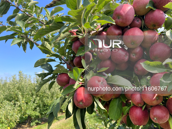 Red delicious apples grow on a tree in an apple orchard in Stouffville, Ontario, Canada, on September 22, 2024. 