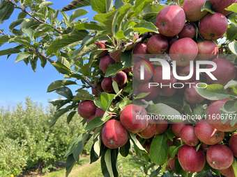 Red delicious apples grow on a tree in an apple orchard in Stouffville, Ontario, Canada, on September 22, 2024. (