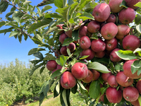 Red delicious apples grow on a tree in an apple orchard in Stouffville, Ontario, Canada, on September 22, 2024. (