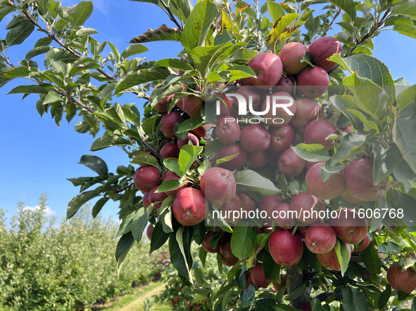 Red delicious apples grow on a tree in an apple orchard in Stouffville, Ontario, Canada, on September 22, 2024. 