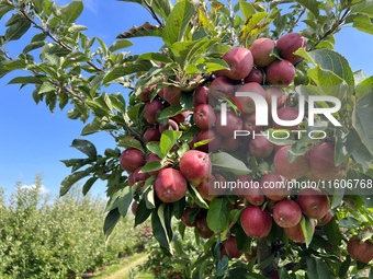 Red delicious apples grow on a tree in an apple orchard in Stouffville, Ontario, Canada, on September 22, 2024. (