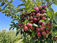 Red delicious apples grow on a tree in an apple orchard in Stouffville, Ontario, Canada, on September 22, 2024. (