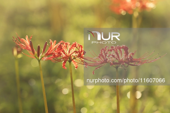 Equinox flowers bloom at a park in Wuhu, China, on September 23, 2024. 