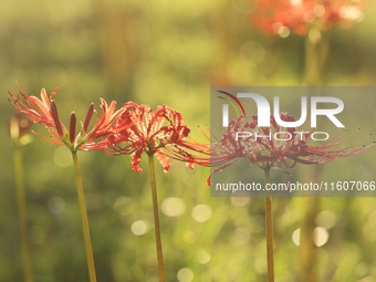 Equinox flowers bloom at a park in Wuhu, China, on September 23, 2024. (