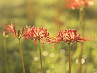 Equinox flowers bloom at a park in Wuhu, China, on September 23, 2024. (