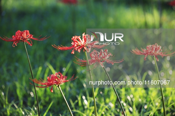 Equinox flowers bloom at a park in Wuhu, China, on September 23, 2024. 