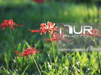 Equinox flowers bloom at a park in Wuhu, China, on September 23, 2024. (