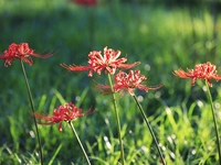 Equinox flowers bloom at a park in Wuhu, China, on September 23, 2024. (