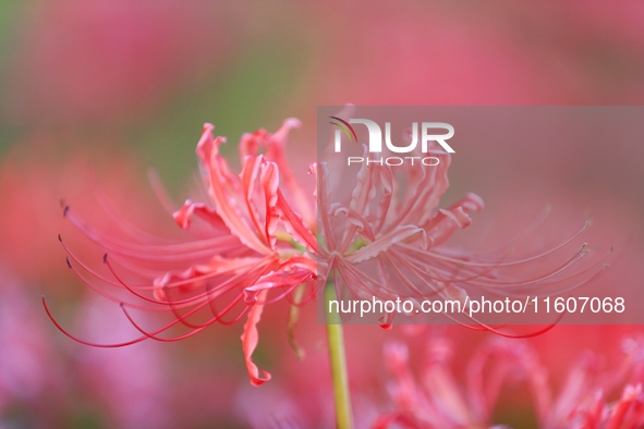 Equinox flowers bloom at a park in Wuhu, China, on September 23, 2024. 