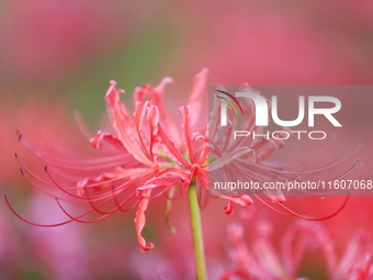 Equinox flowers bloom at a park in Wuhu, China, on September 23, 2024. (