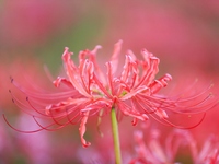 Equinox flowers bloom at a park in Wuhu, China, on September 23, 2024. (