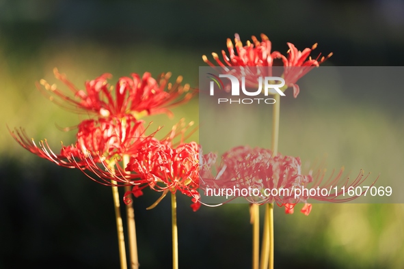 Equinox flowers bloom at a park in Wuhu, China, on September 23, 2024. 