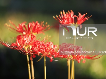 Equinox flowers bloom at a park in Wuhu, China, on September 23, 2024. (