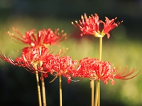 Equinox flowers bloom at a park in Wuhu, China, on September 23, 2024. (