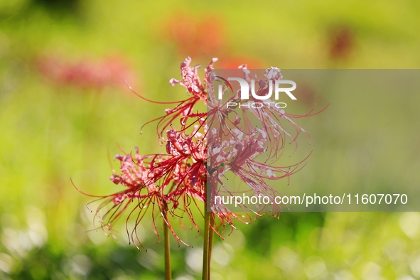 Equinox flowers bloom at a park in Wuhu, China, on September 23, 2024. 