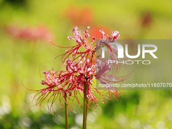 Equinox flowers bloom at a park in Wuhu, China, on September 23, 2024. (