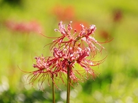 Equinox flowers bloom at a park in Wuhu, China, on September 23, 2024. (