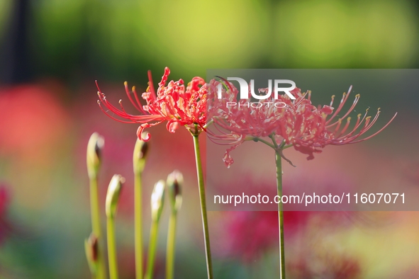 Equinox flowers bloom at a park in Wuhu, China, on September 23, 2024. 