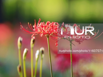 Equinox flowers bloom at a park in Wuhu, China, on September 23, 2024. (