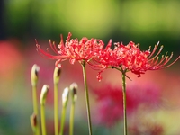 Equinox flowers bloom at a park in Wuhu, China, on September 23, 2024. (