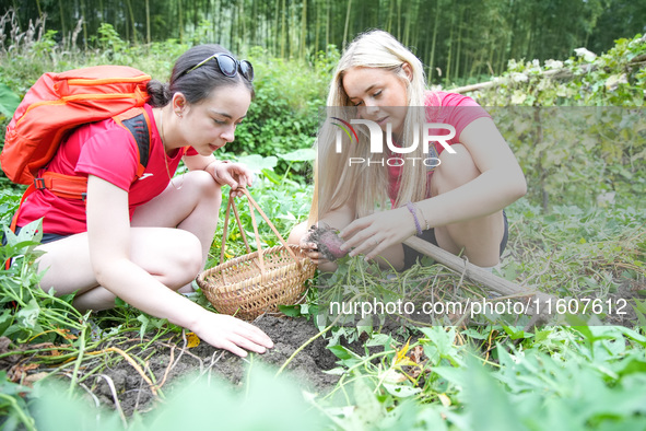 Middle school students from the United Kingdom dig sweet potatoes in Houwu village, Moganshan town, Deqing County, Huzhou city, East China's...