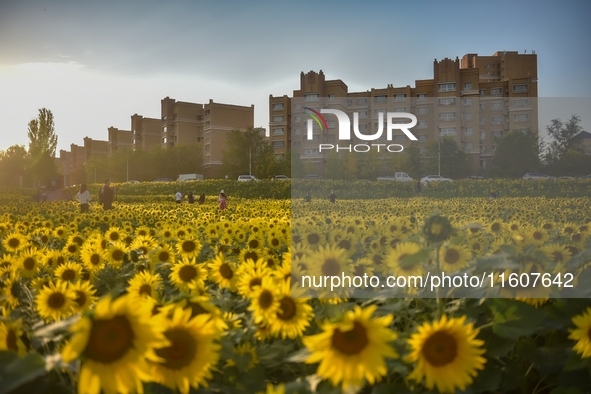 Tourists play among sunflowers in full bloom in Karamay, China, on September 24, 2024. 