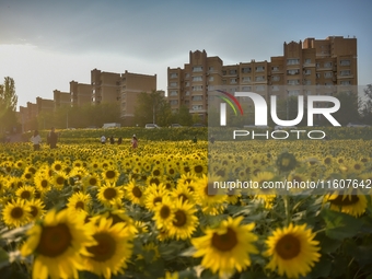 Tourists play among sunflowers in full bloom in Karamay, China, on September 24, 2024. (