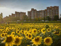 Tourists play among sunflowers in full bloom in Karamay, China, on September 24, 2024. (