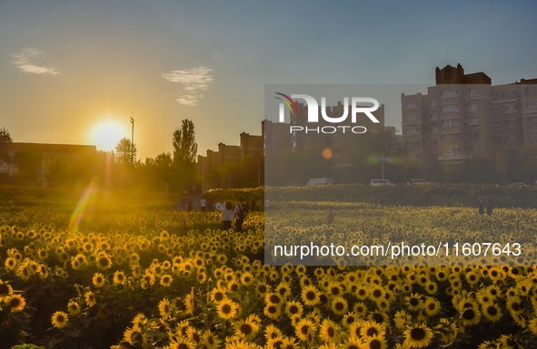 Tourists play among sunflowers in full bloom in Karamay, China, on September 24, 2024. 