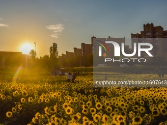 Tourists play among sunflowers in full bloom in Karamay, China, on September 24, 2024. (