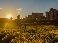 Tourists play among sunflowers in full bloom in Karamay, China, on September 24, 2024. (