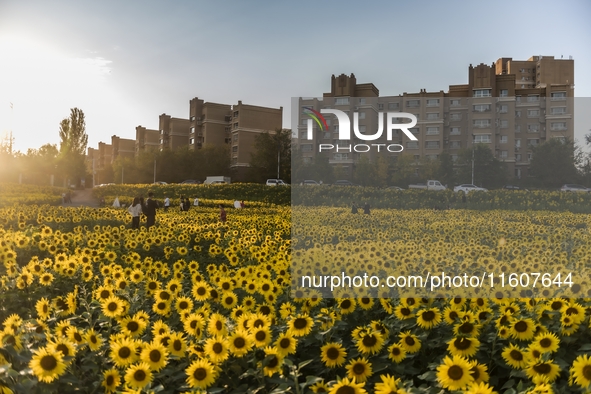 Tourists play among sunflowers in full bloom in Karamay, China, on September 24, 2024. 