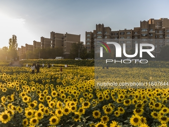 Tourists play among sunflowers in full bloom in Karamay, China, on September 24, 2024. (