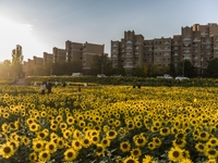 Tourists play among sunflowers in full bloom in Karamay, China, on September 24, 2024. (