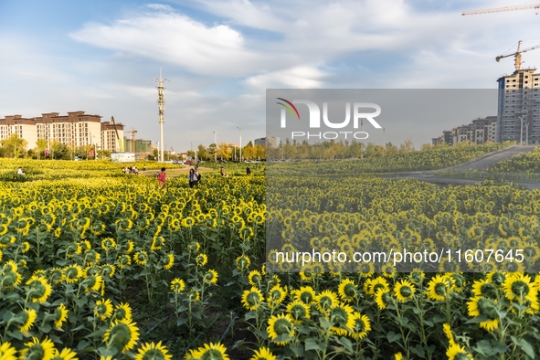 Tourists play among sunflowers in full bloom in Karamay, China, on September 24, 2024. 