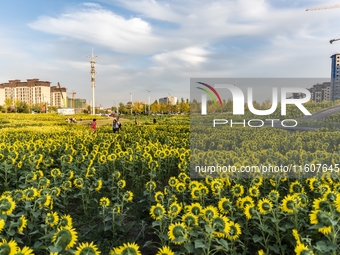 Tourists play among sunflowers in full bloom in Karamay, China, on September 24, 2024. (