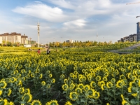 Tourists play among sunflowers in full bloom in Karamay, China, on September 24, 2024. (