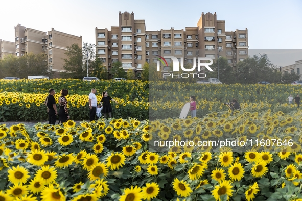 Tourists play among sunflowers in full bloom in Karamay, China, on September 24, 2024. 