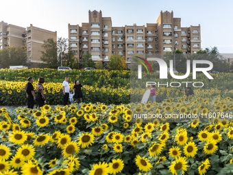 Tourists play among sunflowers in full bloom in Karamay, China, on September 24, 2024. (