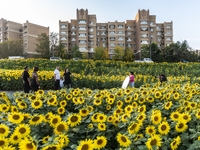 Tourists play among sunflowers in full bloom in Karamay, China, on September 24, 2024. (