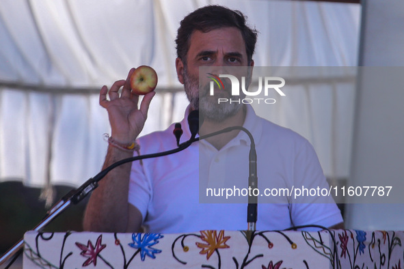 Rahul Gandhi holds a Kashmiri apple while addressing the public ahead of phase 3 assembly elections in Sopore, Jammu and Kashmir, India, on...