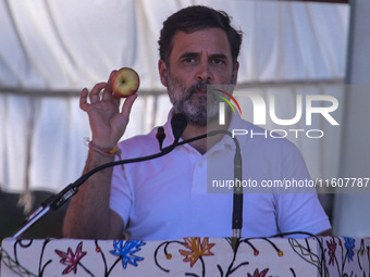 Rahul Gandhi holds a Kashmiri apple while addressing the public ahead of phase 3 assembly elections in Sopore, Jammu and Kashmir, India, on...