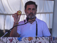 Rahul Gandhi holds a Kashmiri apple while addressing the public ahead of phase 3 assembly elections in Sopore, Jammu and Kashmir, India, on...