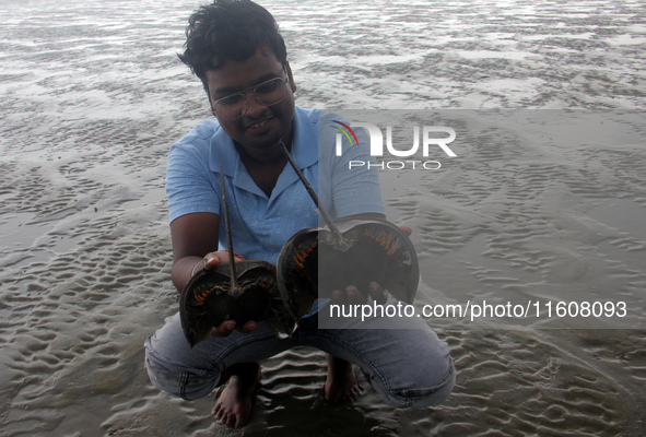 Members of the Zoological Survey of India (ZSI) are seen tagging horseshoe crabs with tracking devices as part of their research in the Inch...