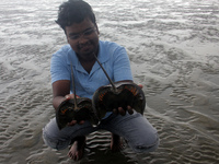 Members of the Zoological Survey of India (ZSI) are seen tagging horseshoe crabs with tracking devices as part of their research in the Inch...