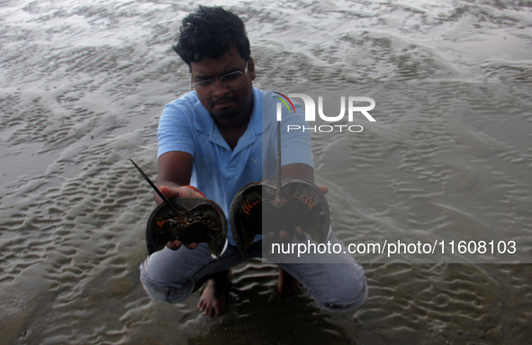 Members of the Zoological Survey of India (ZSI) are seen tagging horseshoe crabs with tracking devices as part of their research in the Inch...