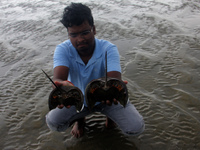 Members of the Zoological Survey of India (ZSI) are seen tagging horseshoe crabs with tracking devices as part of their research in the Inch...