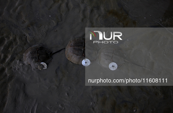 Members of the Zoological Survey of India (ZSI) are seen tagging horseshoe crabs with tracking devices as part of their research in the Inch...